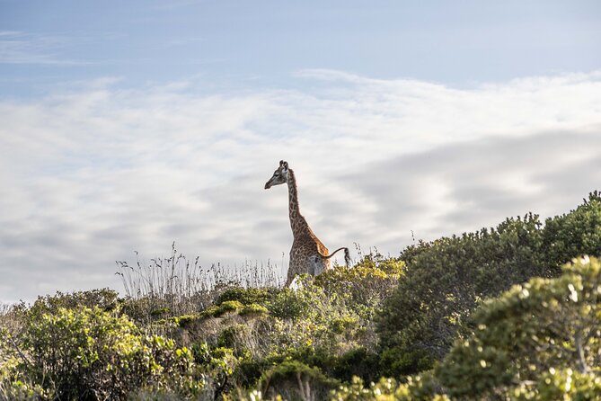 Safari Game Drive - Yzerfontein - A family-friendly way to add safari time