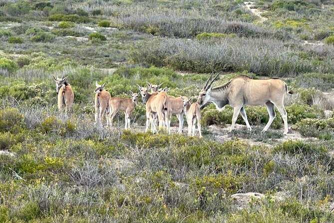 Safari Game Drive - Yzerfontein - What makes this different from a major safari park
