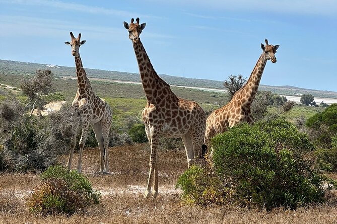 Safari Game Drive - Yzerfontein - Starting at the Weskus Padstal