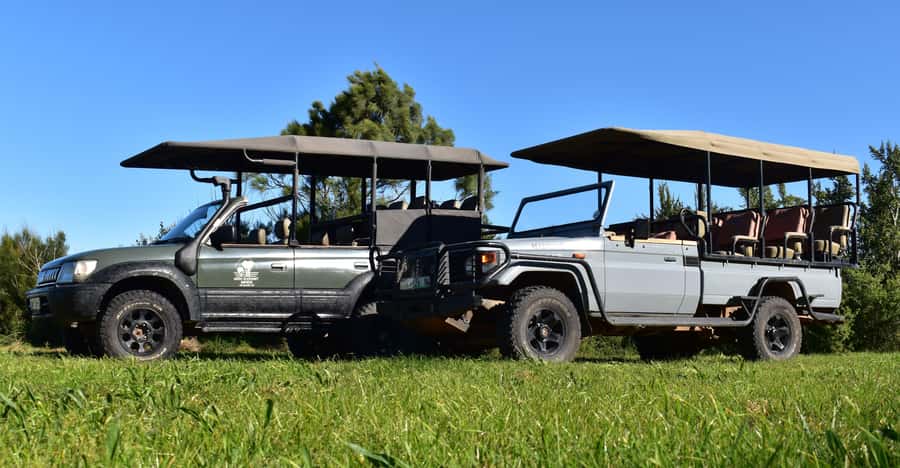 Safari into Schotia Half Day Tour - Key points to know before you book