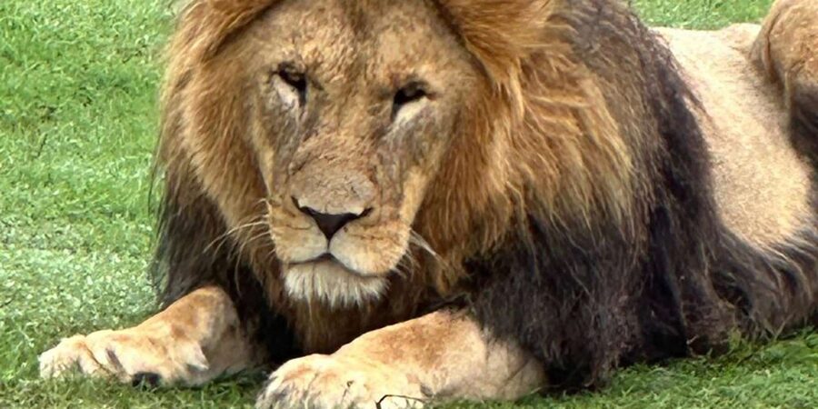 Safari into Schotia Half Day Tour - Is $168 good value for four hours?