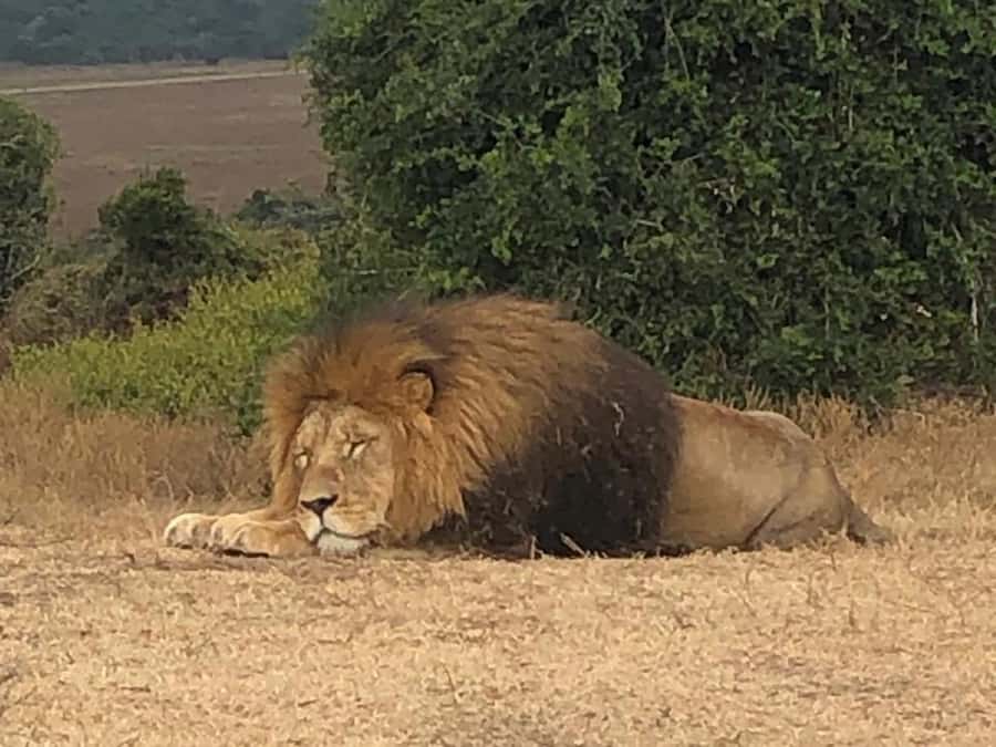 Safari into Schotia Half Day Tour - Who will enjoy this safari most?