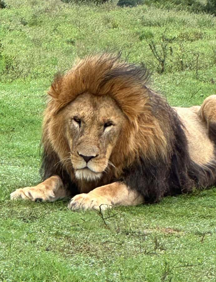 Safari into Schotia Half Day Tour - Practical preparation for the meeting point and drive