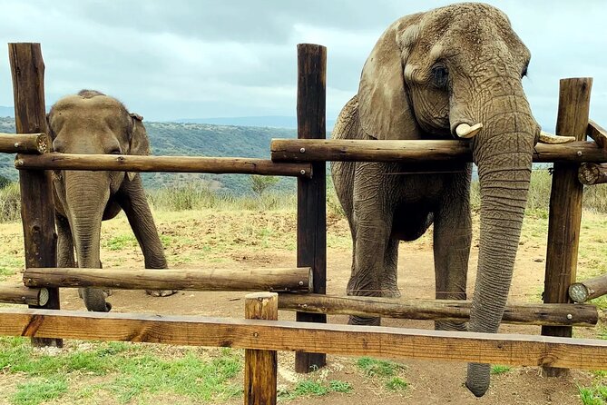 Safari & PheZulu Village Day Tour from Durban - Natal Lion Park: a strong opening with lions and elephants
