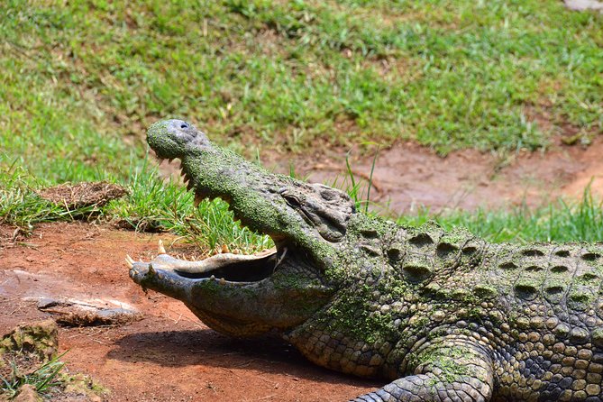 Safari & PheZulu Village Day Tour from Durban - Guides can make or break a packed day