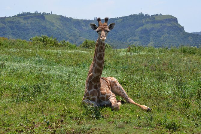 Safari & PheZulu Village Day Tour from Durban - Tala Private Game Reserve: classic African animals in 90 minutes