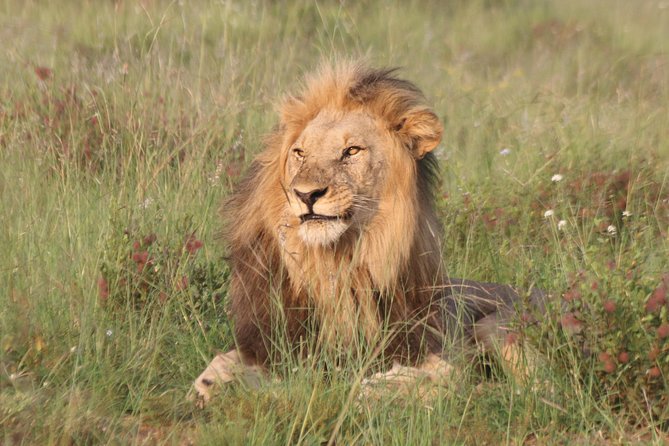 Safari Pilanesberg Nature Reserve & Monkey Sanctuary - Key points at a glance