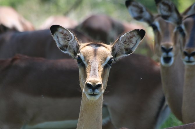 Safari Pilanesberg Nature Reserve & Monkey Sanctuary - Why this Johannesburg day trip works