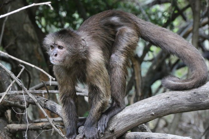 Safari Pilanesberg Nature Reserve & Monkey Sanctuary - Is $152.50 good value?