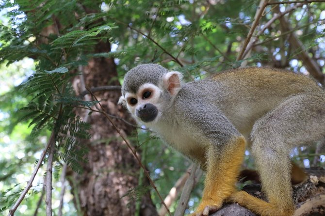 Safari Pilanesberg Nature Reserve & Monkey Sanctuary - Who should book this experience?