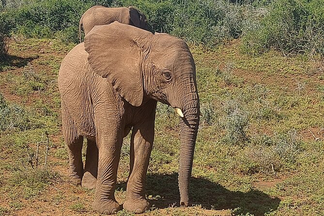 Schotia Big 5 Safari Port Elizabeth (optional accommodation) - Key points before you book
