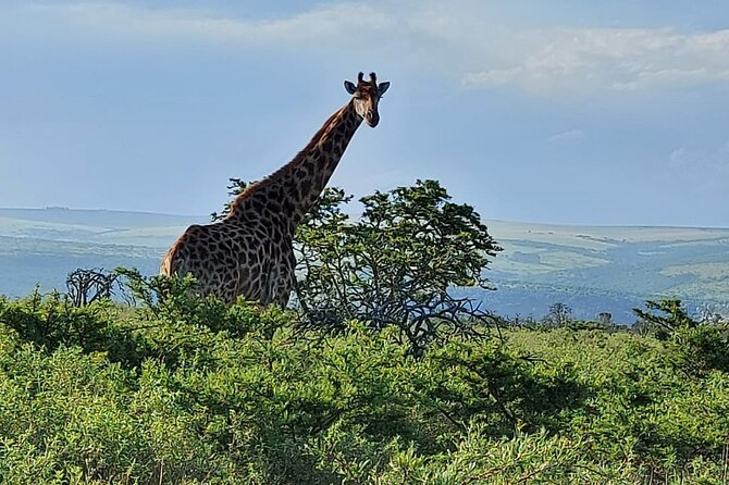 Schotia Big 5 Safari Port Elizabeth (optional accommodation) - Reaching Schotia from Port Elizabeth