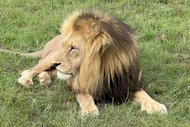 Schotia Big 5 Safari Port Elizabeth (optional accommodation) - The short break between drives
