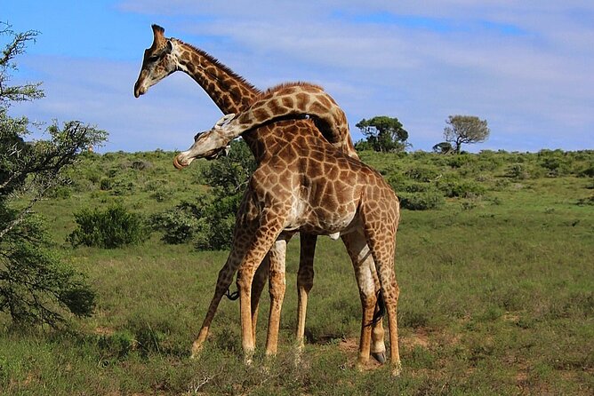 Schotia Big 5 Safari Port Elizabeth (optional accommodation) - The second two-hour wildlife drive