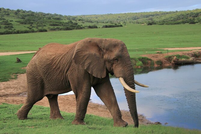 Schotia Big 5 Safari Port Elizabeth (optional accommodation) - The final slow drive back to reception