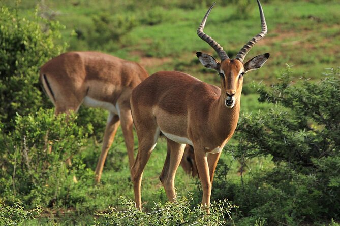 Schotia Big 5 Safari Port Elizabeth (optional accommodation) - Is the $296.63 price good value?