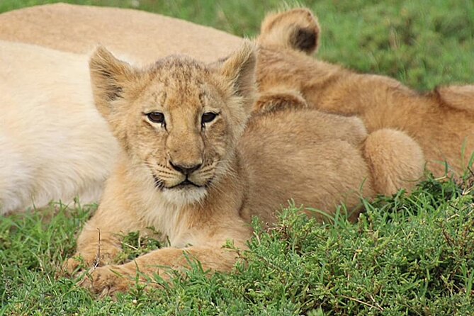 Schotia Big 5 Safari Port Elizabeth (optional accommodation) - What makes Schotia Private Game Reserve different