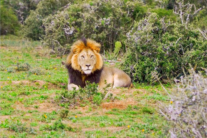 Schotia Game Reserve Tour with Port Pickup, Next to Addo Park - Why Schotia offers a different safari setting
