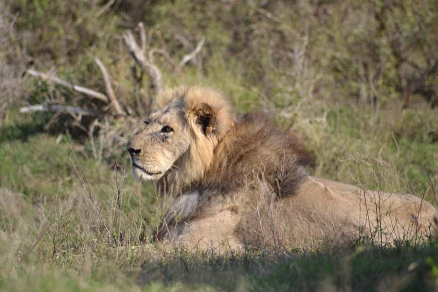 Schotia: Open Safari Jeep - Full Day Safari with Lunch - Key points to know before booking