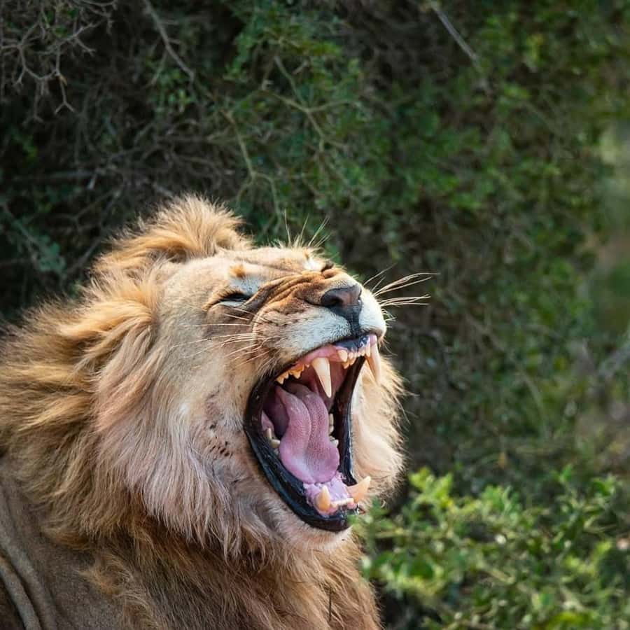 Schotia: Open Safari Jeep - Full Day Safari with Lunch - Why Schotia offers a different kind of Addo safari