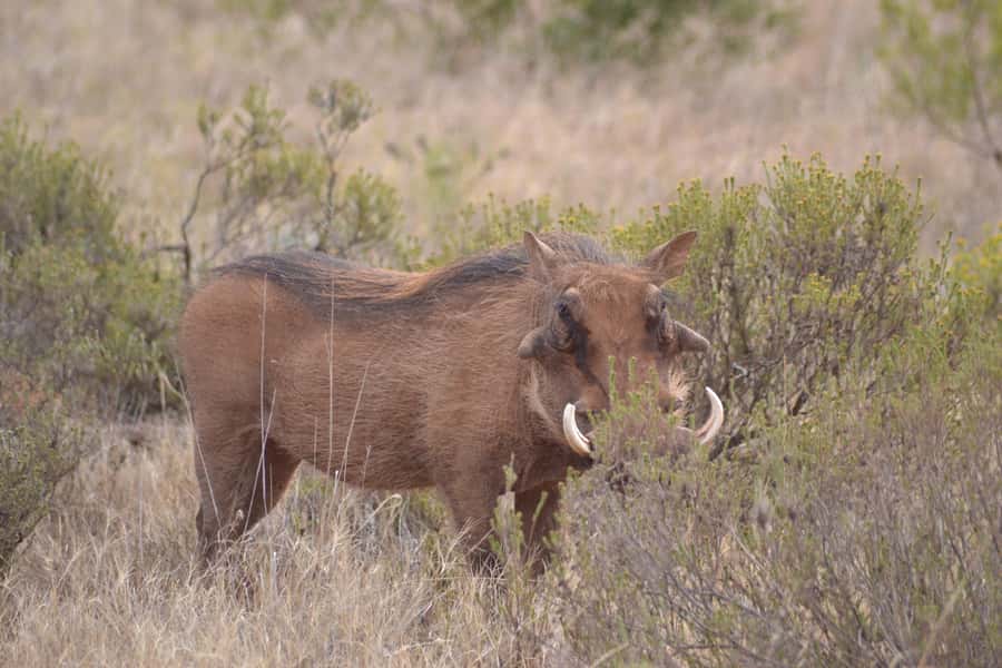 Schotia: Open Safari Jeep - Full Day Safari with Lunch - Chapter One: the open vehicle and first animal search