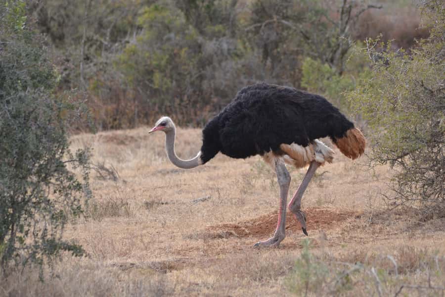 Schotia: Open Safari Jeep - Full Day Safari with Lunch - The lapa break is more than a snack stop