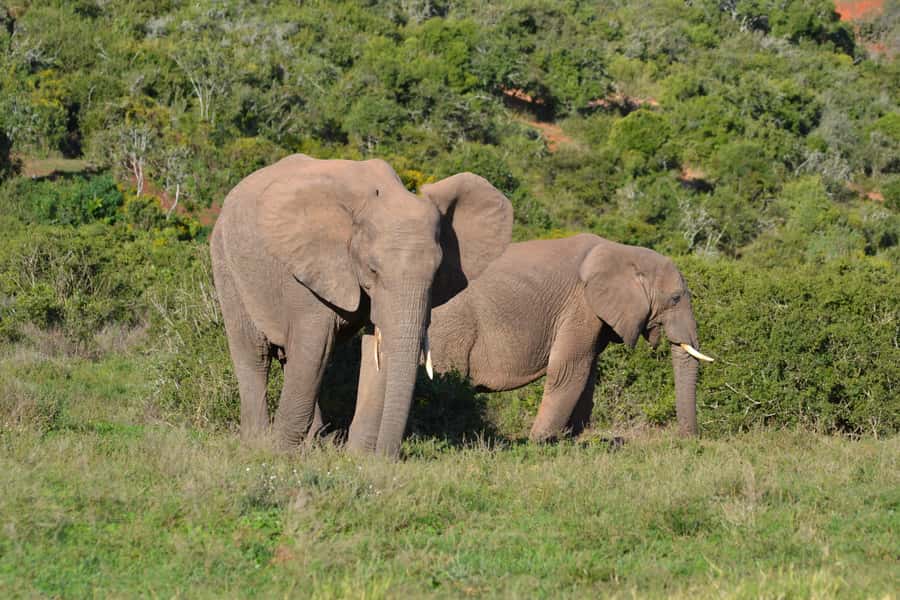 Schotia: Open Safari Jeep - Full Day Safari with Lunch - Chapter Two: a South African braai at midday