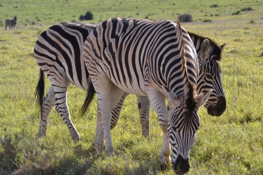 Schotia: Open Safari Jeep - Full Day Safari with Lunch - Chapter Three: cooler afternoon searching and sunset return