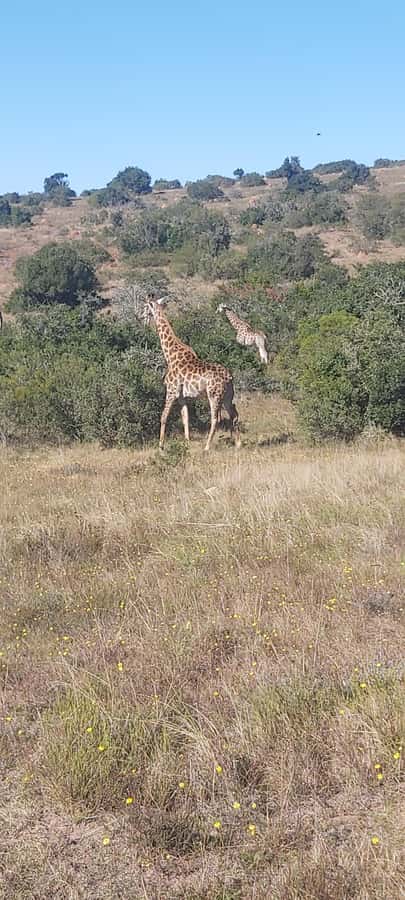 Schotia: Open Safari Jeep - Full Day Safari with Lunch - What you may see beyond elephants
