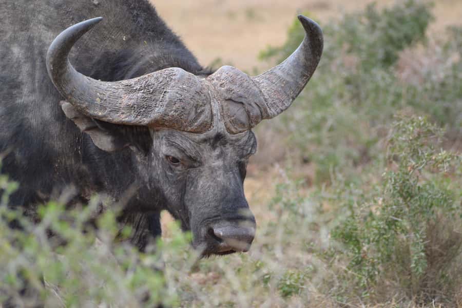 Schotia: Open Safari Jeep - Full Day Safari with Lunch - Guide Joel Manjoko and the human side of the day