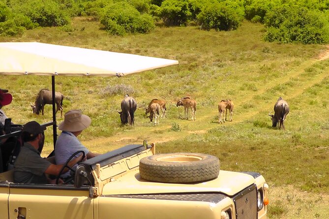 Schotia Private Game African Safari Guided Tour - Key points to know before booking