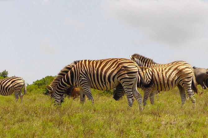 Schotia Private Game African Safari Guided Tour - Why Schotia makes a good half-day safari choice