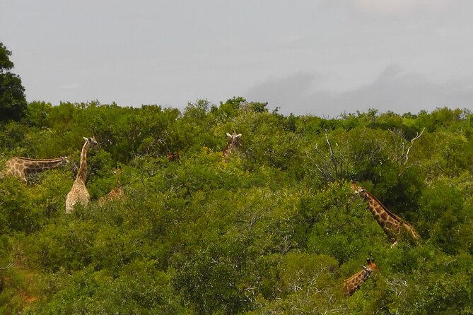 Schotia Private Game African Safari Guided Tour - Four hours inside Schotia Private Game Reserve