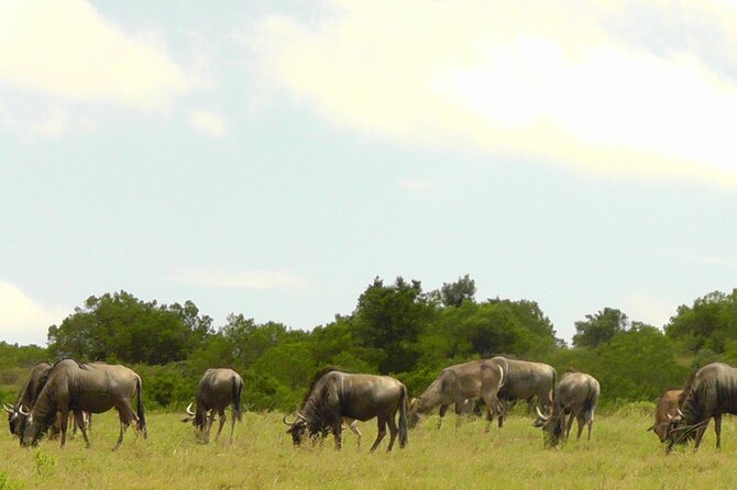 Schotia Private Game African Safari Guided Tour - What makes the open vehicle valuable