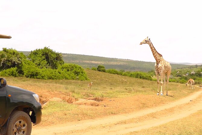 Schotia Private Game African Safari Guided Tour - Snacks and the rhythm of the safari