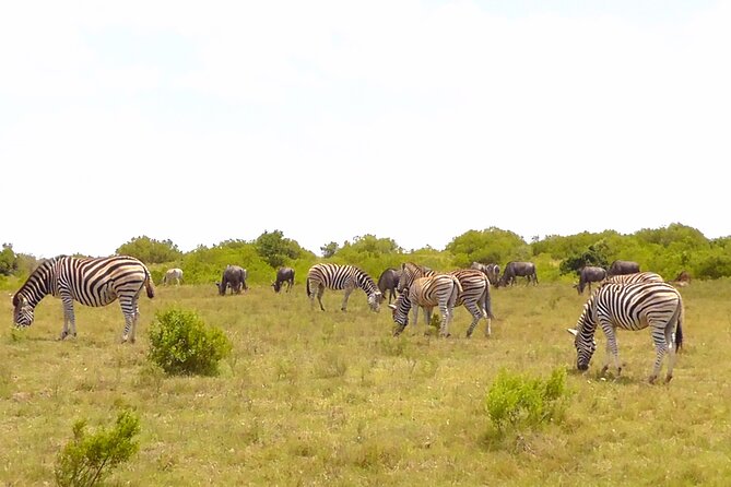 Schotia Private Game African Safari Guided Tour - Is $228 per person good value?