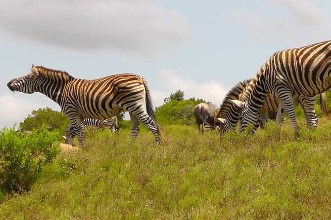 Schotia Private Game African Safari Guided Tour - Who will get the most from this outing?