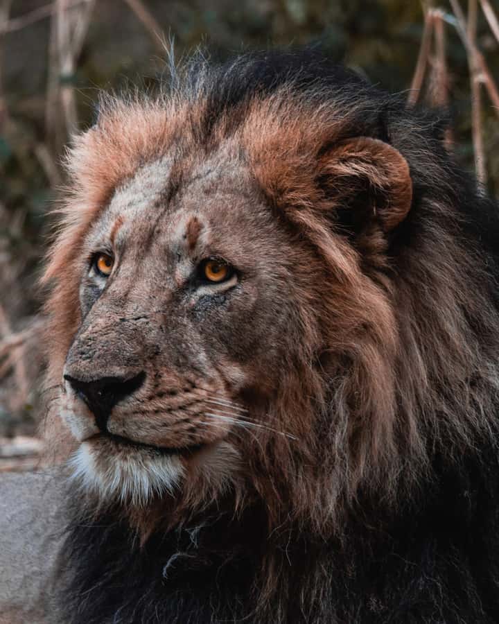 Schotia Private Game Reserve Safari - Key Points Before You Book