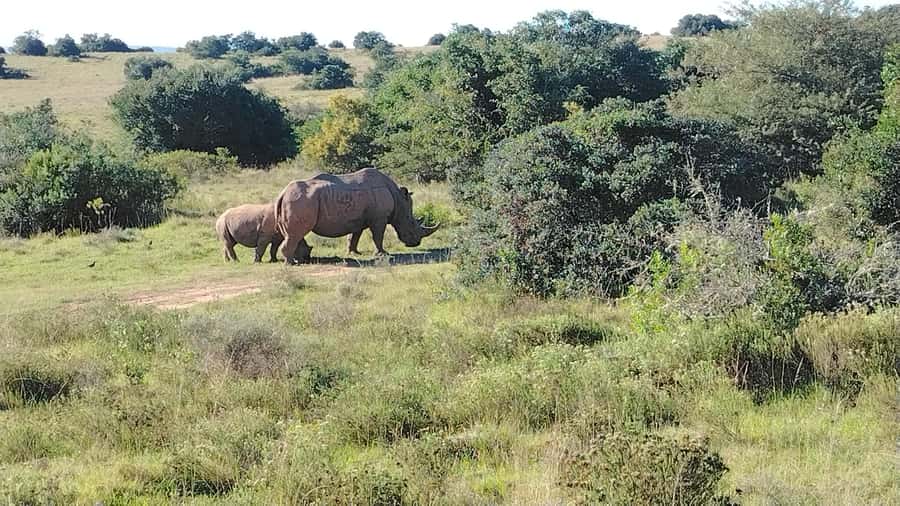 Schotia Private Game Reserve Safari - Is $230 Good Value for Five Hours?