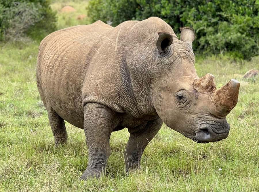 Schotia Private Game Reserve Safari - What to Pack for the Open Vehicle