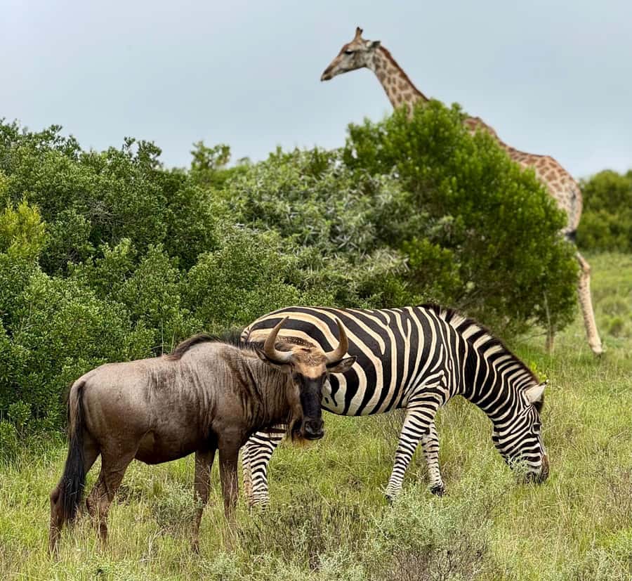 Schotia Private Game Reserve Safari - The Best Fit for This Safari