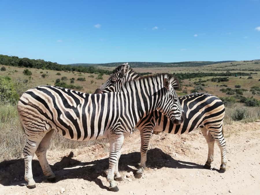 Schotia Private Game Reserve Safari - Four Hours Among Schotia’s Open Country