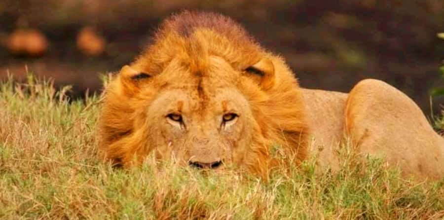 Schotia Safaris: Best Wildlife Encounters in Port Elizabeth - Guides add more than animal names