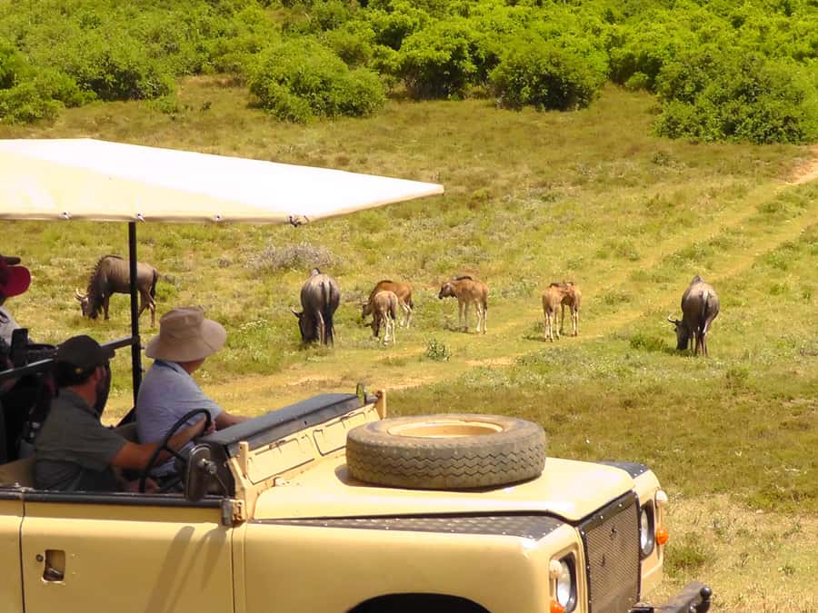 Schotia Safaris: Best Wildlife Encounters in Port Elizabeth - Snacks, water, and the food question