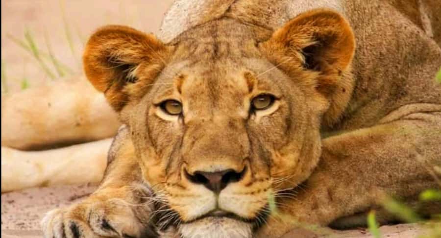 Schotia Safaris: Best Wildlife Encounters in Port Elizabeth - Four hours in Schotia Private Game Reserve