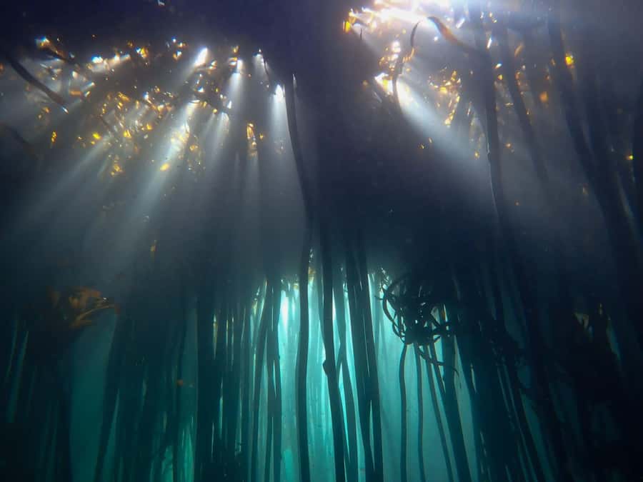 Scuba Dive in Cape Town: 2 Dives for certified divers - Key points at a glance