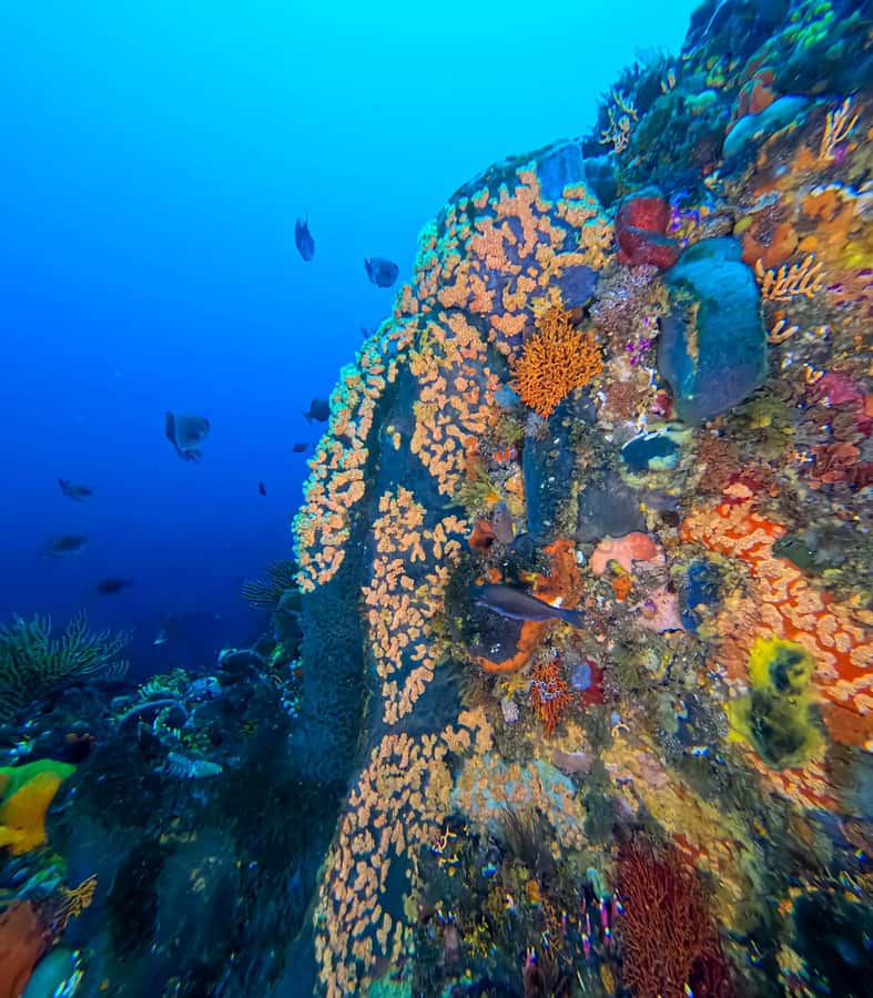Scuba Dive in Cape Town: 2 Dives for certified divers - Starting at Dive Team in Simons Town
