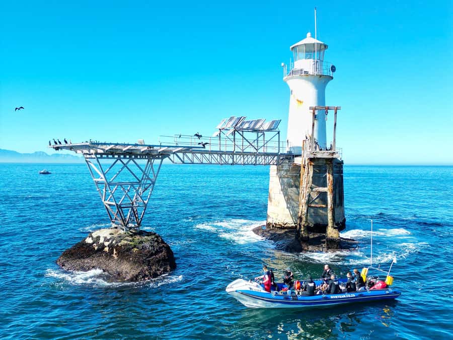 Scuba Dive in Cape Town: 2 Dives for certified divers - First session: reefs, wrecks, and Cape biodiversity