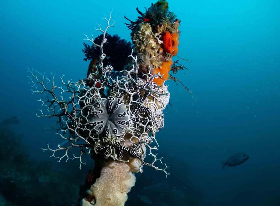 Scuba Dive in Cape Town: 2 Dives for certified divers - Second session: Cape Towns towering kelp forests