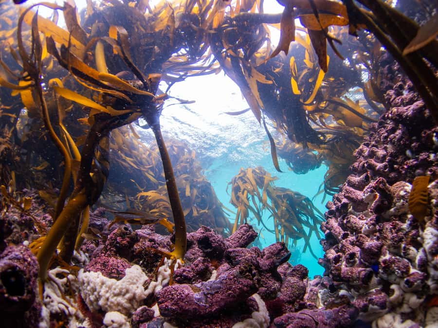 Scuba Dive in Cape Town: 2 Dives for certified divers - Practical preparation for a comfortable day